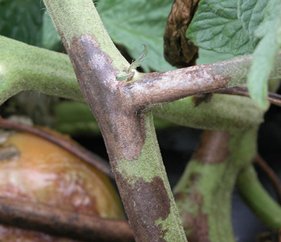 Late blight on tomato stem