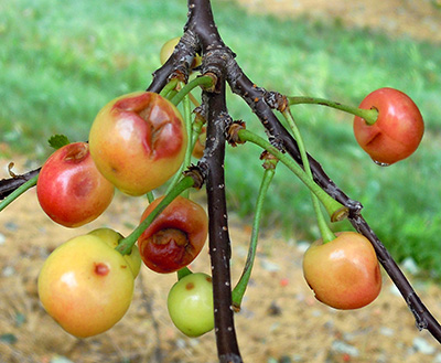 Bruises and cuts on cherries.