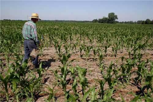 Corn stand loss from Asiatic garden beetle