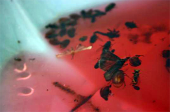 Asiatic garden beetle in western bean cutworm trap