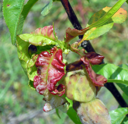 Peach leaf curl symptoms