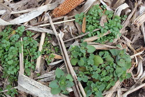 Winter annual weeds