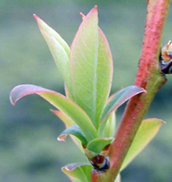 Half-inch green stage