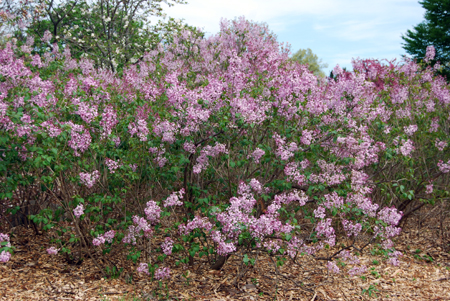 Spring-flowering Lilac. 