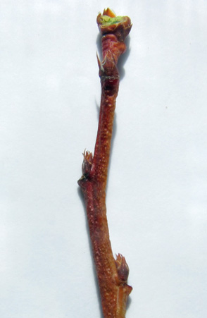 Damaged blueberry shoot