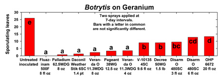 Botrytis on geranium