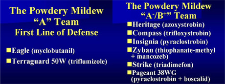 powdery mildew