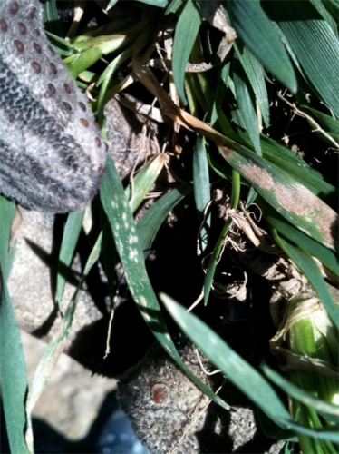 Powdery mildew on wheat.