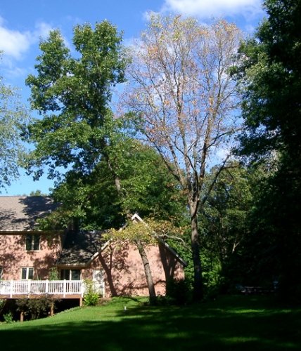 This tree was confirmed oak wilt case after being infected by an un-informed arborist who made cuts on the tree.