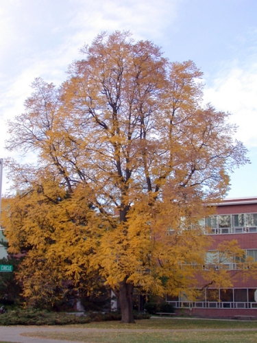 Mature Kentucky coffeetree in fall.