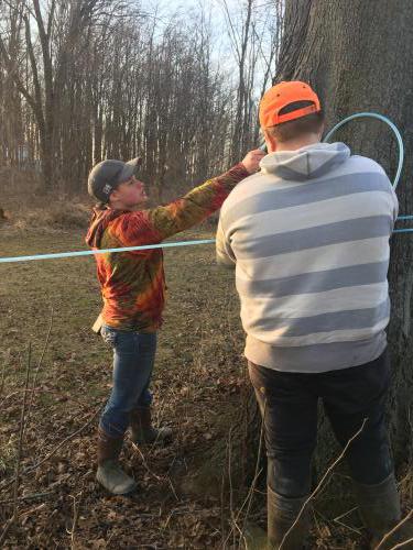 Addy sugar maple tapping