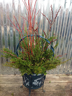 Holiday floral arrangement