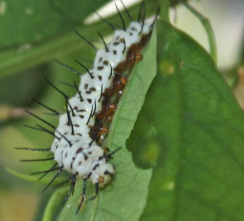 Caterpillar