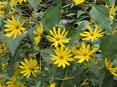 Jerusalem artichoke foliage