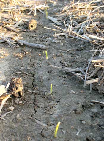 Corn planted