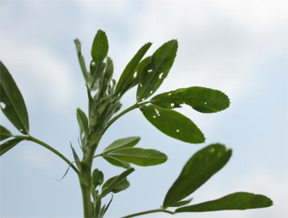 Alfalfa.