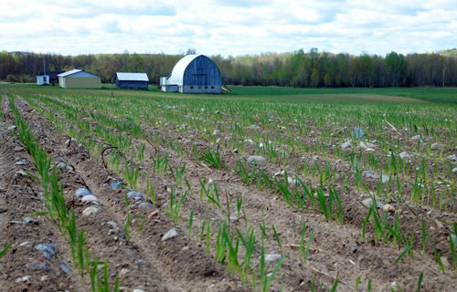 Oats emerging