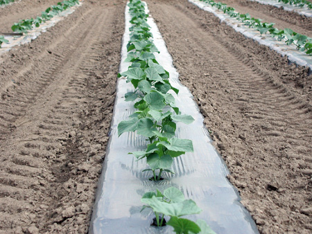 Plastic mulch with cucumbers.