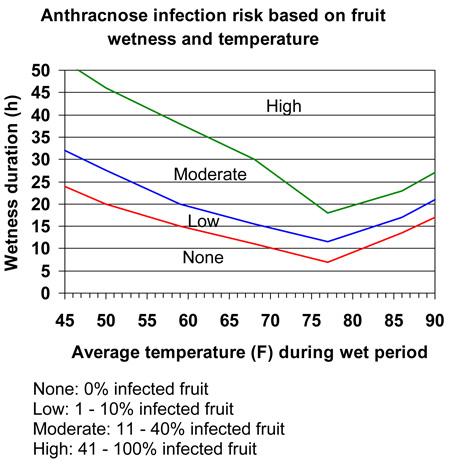 anthracnose infection risk