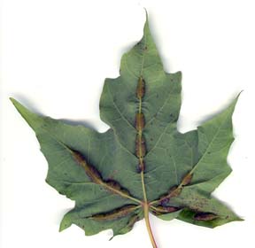 Galls on maple formed by gall flies.