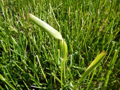 Quackgrass freeze injury