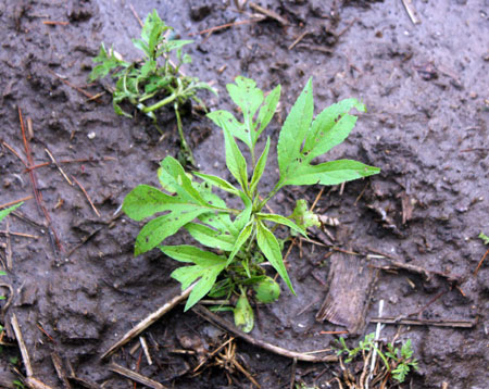 Giant ragweed