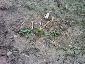 Clipped Corn
