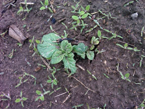 Volunteer potatoes