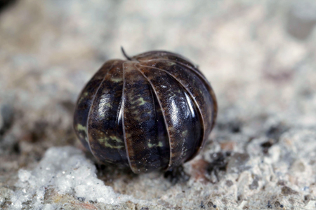 Rolled-up pillbug