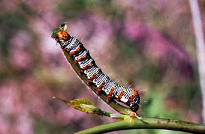 larvae