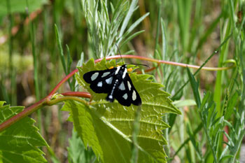 Adult