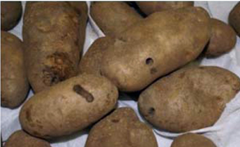 White grub feeding on potato tubers.