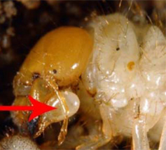 Bulbous stipes on the cheeks of an Asiatic garden beetle larva.