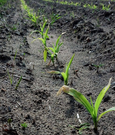 Frost damage on corn