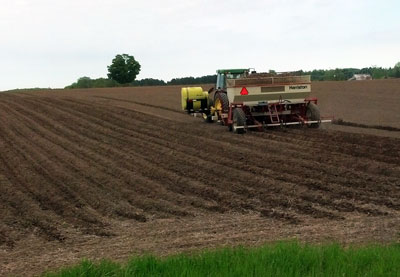 Planting potatoes