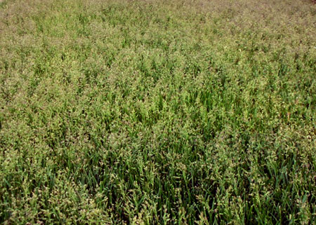 Seedheads in turf