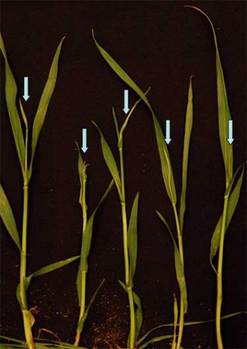 Freeze-damaged tillers