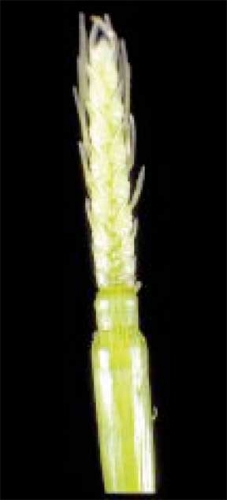 Healthy wheat