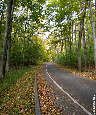 Road with trees. Photo by Joy Landis