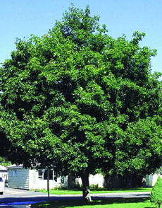 London Planetree