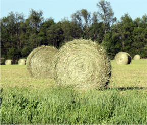 Bales