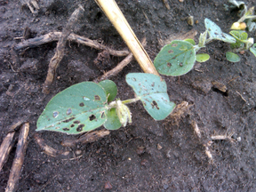 Bean leaf beetle damage on seedling soybean