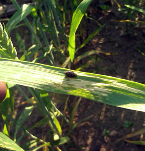 Cereal leaf beetle and damage