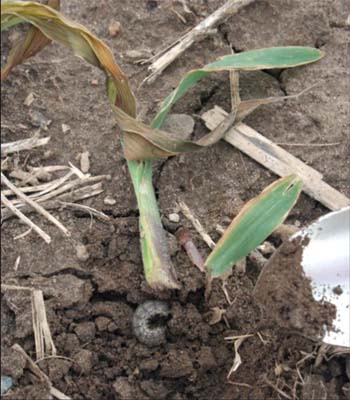 Location of cutworm