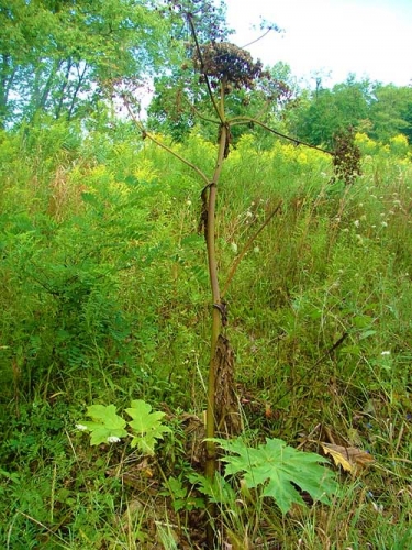 Hogweed