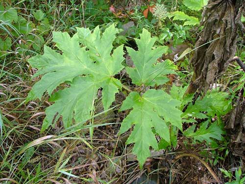 Hogweed