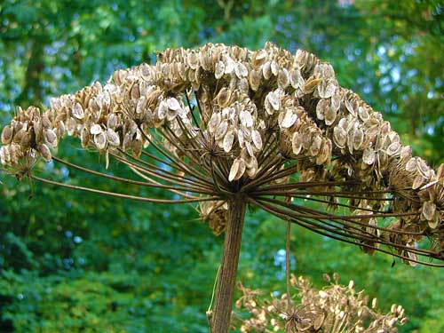 Hogweed stems