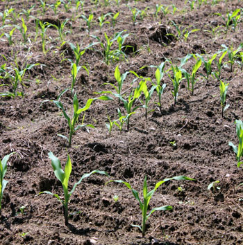 Corn growth