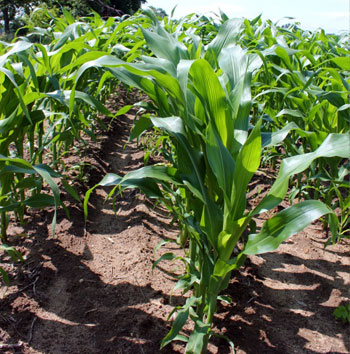 Corn growth