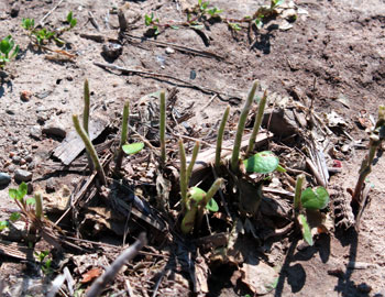 Hail damage to soybeans